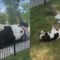 Watch This Pup’s Gravity-Defying Stunt—Spoiler: It Ends in a Hilarious Flop! | Try Not to Laugh