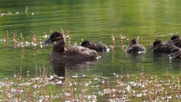 Watch-a-Mama-Ruddy-Duck-and-Her-Adorable-Ducklings-Discover.jpg