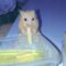 Adorable 2-Year-Old Hamster Relishes a Cozy Late-Night Pasta Party | Heartsome