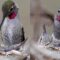 Adorable Anna’s hummingbird feeding her baby chicks | Super Cute