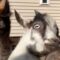 Adorable Baby Goat Enjoys Playtime Spinning Like a Toddler! | Heartsome