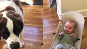 Adorable-Dogs-Hilarious-Antics-Bring-Endless-Laughter-to-Babys-Joyous.jpg