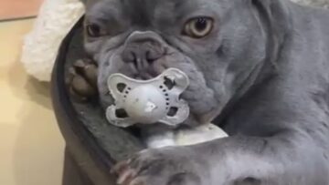 Adorable-French-Bulldog-Snuggles-Her-Beloved-Toy-for-Sweet-Dreams.jpg