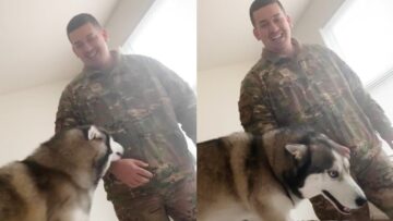 Adorable-Husky-Cant-Help-but-Feel-Jealous-of-His-Owners.jpg