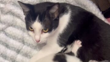 Adorable-Mother-Cat-Joyfully-Welcomes-Two-New-Kittens-to-Her.jpg