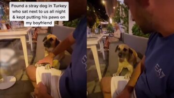 Adorable-Stray-Dog-in-Turkey-Craves-Attention-Cute.jpg