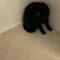 Adorable black cat proves weird is the new cute! | Super Cute