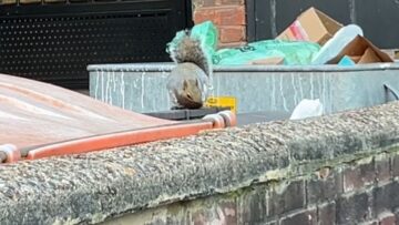 Adorable-squirrel-caught-enjoying-avocado-snack-and-wiping-its-mouth.jpg