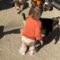 Adorable toddler walks away as playful miniature goats get mischievous | Super Cute