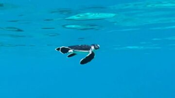 Baby-Green-Sea-Turtles-Epic-Journey-Super-Cute.jpg