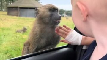 Baby-boy-captivated-by-mischievous-monkeys-on-safari-Super.jpg