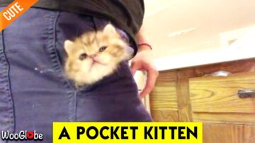 Best-Thing-Youll-See-Today-Cute-Pocket-Kitten.jpg