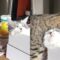 Brotherly love: Cat bathes sibling at bedtime | Super Cute
