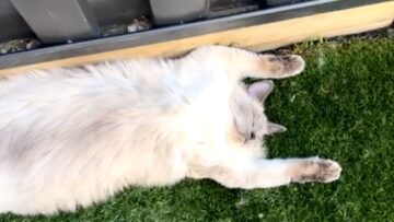 Cat-Mom-Captures-Her-Adorable-Ragdoll-Napping-Blissfully-Like-Theres.jpg