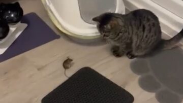 Cat-Mouse-Unlikely-BFFs-Super-Cute.jpg