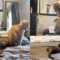 Cat plays with ‘baby sister’ on her first day home | Adorable