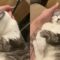 Cat snuggles on couch and demands endless pets | Super Cute