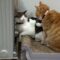 Cat’s failed massage attempt on grumpy friend | Adorable