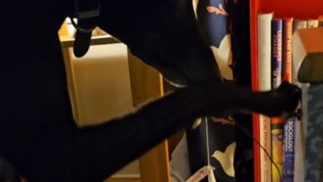 Clever-dog-shows-off-skills-by-opening-drawer-Adorable.jpg