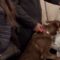 Couple’s Dogs Meet Their Newborn Twins for the First Time – A Truly Heartwarming Moment | Heartwarming