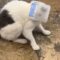 Curious Cat’s Epic Snack Quest Goes Hilariously Wrong! | Try Not to Laugh
