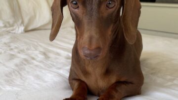 Dad-hilariously-teases-pup-with-Paw-Too-Slow-game.jpg