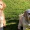 Discovering Love: How We Found Our Furry Friend on Our First Overseas Adventure | Heartwarming