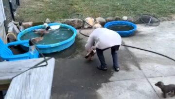 Duck-thrown-into-pool-for-adorable-game-of-joy.jpg