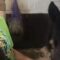 Emotional Reunion: Girl’s Joy as She’s Reunited with Her Beloved Childhood Pony | Heartwarming