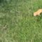 From Abandoned to Beloved: A Kind Woman’s Journey to Heal a Kitten and Welcome Him Home | Heartwarming