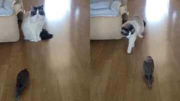 Funny-Cat-Gives-Cold-Shoulder-to-Dove-Cute.jpg