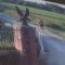 Girl’s Call Sends Guard Dogs Scurrying Home! Get Ready to LOL | Try Not to Laugh