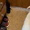 Girl’s Heart Soars with Joy as Adorable Baby Lamb Makes a Surprise Entrance! | Heartwarming