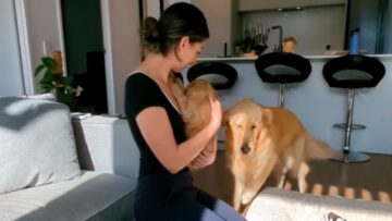 Golden-Retrievers-Joyful-Surprise-Welcoming-a-Sweet-Puppy-into-the.jpg