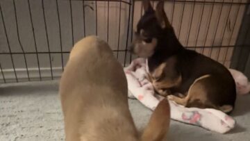 Heroic-Woman-Bravely-Rescues-Adorable-Puppies-from-the-Chilling-Rain.jpg