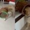 Hilarious dog fails at being cute! | Adorable