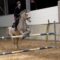 Hold Your Horses! Epic Takeoff Turns into a Tumble – Try Not to Laugh!