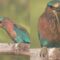 India Roller Bird’s Adorable Hunt for Baby Snake | Super Cute