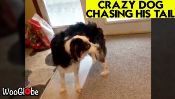 Insane-Dog-Tail-Chase-Adorable.jpg