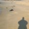 Kind Soul Rescues Two Red-Billed Oystercatchers Entangled in Fishing Line | Heartwarming