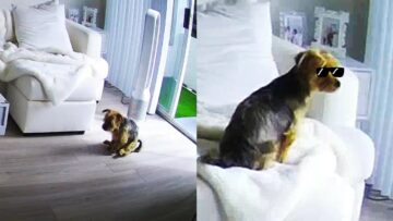 Leaving-the-House-To-My-Dog-Thug-Life-edition.jpg