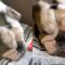 Loudly Snoring Bulldog Dreams of Christmas Presents | Super Cute