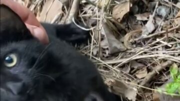 Man-Discovers-Adorable-Abandoned-Black-Kitten-While-Seeking-a-Fishing.jpg