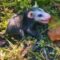 Man Discovers Adorable Baby Possums in Distress, Sets Out to Rescue Them | Heartwarming