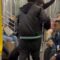 Man’s Stuffed Doggy Prank Leaves Train Passenger in Hysterics | Try Not to Laugh!