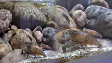 Meet-the-Gentle-Vampire-Shrimp-Natures-Peaceful-Filter-Feeder.jpg