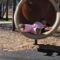 Mom Captures a Magical Moment: Baby’s Joyful Adventure at the Park! | Heartwarming