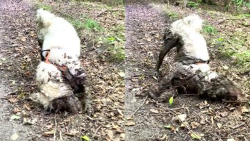 Muddy-Doodle-Dog-Having-a-Blast-Adorable.jpg