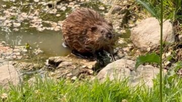 Muskrat-mistaken-for-beaver-building-a-dam-in-water-Cute.jpg