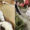 Parents Surprise Toddler with New Christmas Puppy | Adorable